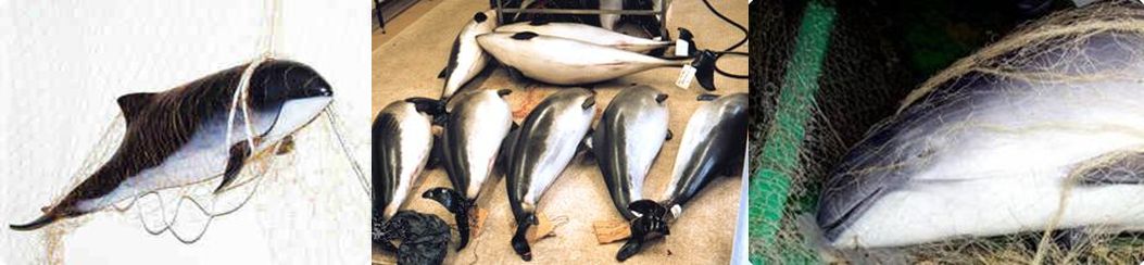 Harbour porpoise entangled in a net, harbour porpoises on the floor in a dissection room, head of a harbour porpoise entangled in a net