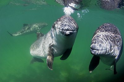 Zwei neugierige Schweinswale unter Wasser