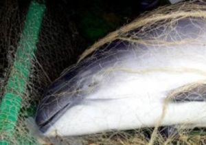 Im Stellnetz beigefangener Schweinswal