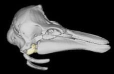 SSD-reconstruction from side elevation of an harbor porpoise skull