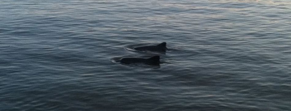 Die Rücken zweier Schweinswale an der Wasseroberfläche