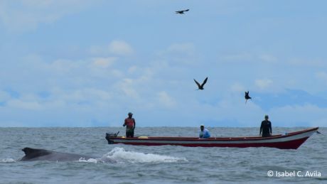 Fisherman fishing with a net in front of a whale, © Isabel C. Avila