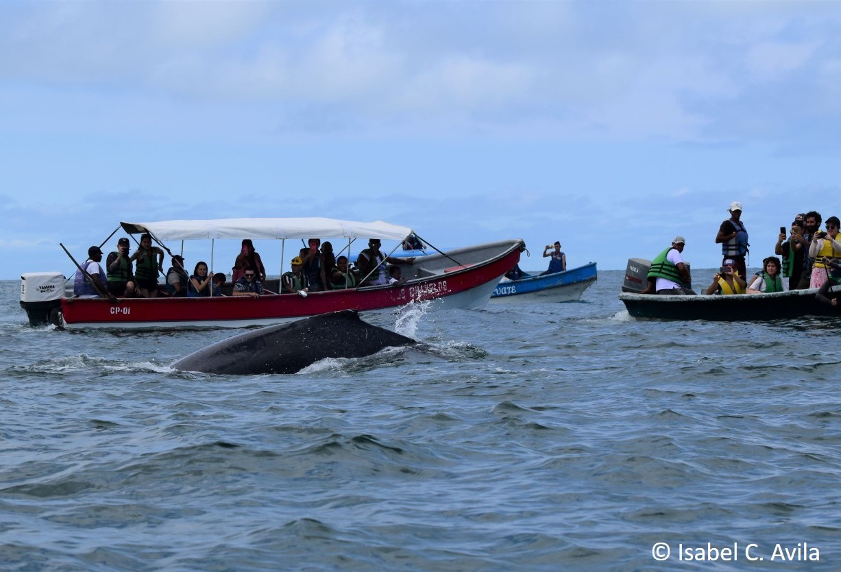 Uncontrolled whale watching