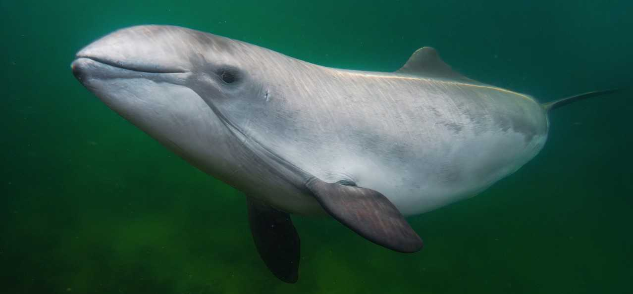 Harbour porpoise under water