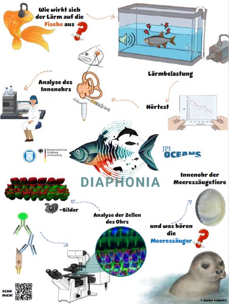 Bildhafte Darstellung der Arbeiten die in dem Projekt Diaphonia durchgeführt werden