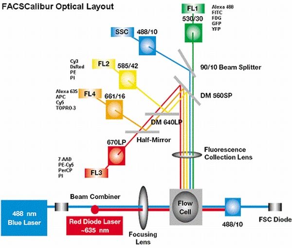 Sketch of a FACS Calibur™ with commonly used fluorochromes. 