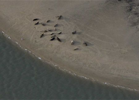 Grey seals on their mooring photographed from airplane