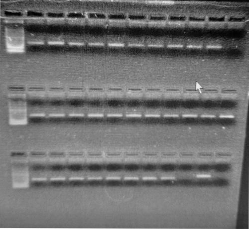 190 bp Produkte (weiße Bänder) des mitochondrialen 16S rRNA Gens, visualisiert auf einem Agarosegel.
