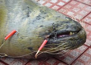 Harbour seal with swallowed fishing hooks