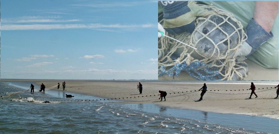 Harbour seal catch with a big net on a sand bank