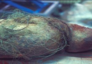 Harbour seal entangled in fishing gear © ITAW
