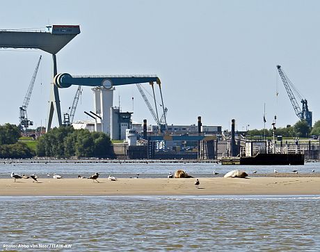 harbour seals on a sandbank in front of Hamburg-Blankenese. 