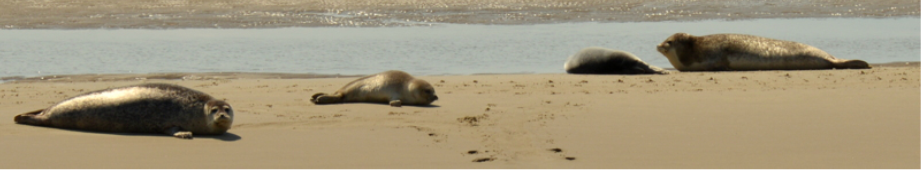 Seals on a sand bank