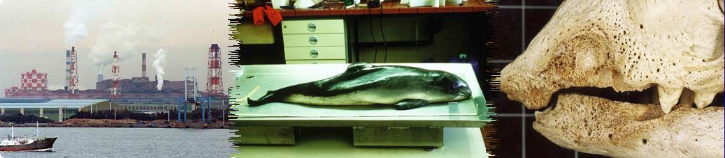 Maritime setting with smoking industrial smokestacks in the background, a harbour porpoise on a dissection table, upper and lower jaws of a sweat whale