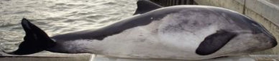 Harbour porpoise, dead