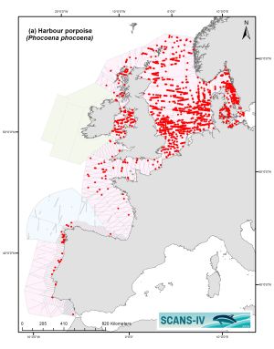 Verteilungskarte der Schweinswale im Untersuchungsgebiet