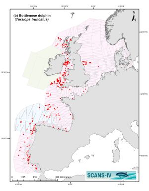 Verteilungskarte von Bottlenose dolphin im Untersuchungsgebiet