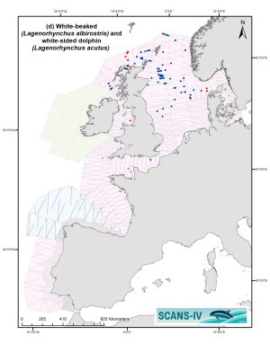 Distribution map of white-beaked and white-sided dolphin