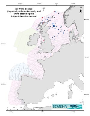 Verteilungskarte White-beaked (blue) and white-sided dolphin (red) im Untersuchungsgebiet