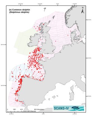 Distribution map of Common Dolphin