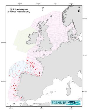 Distribution map of Striped Dolphin