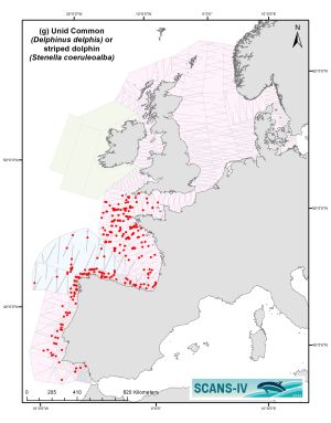 Distribution map of Common Dolphin or Striped Dolphin