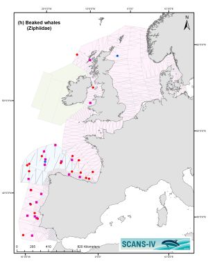 Distribution map of Beaked Whales