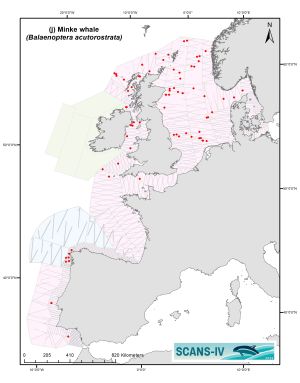 Distribution map Minke whale