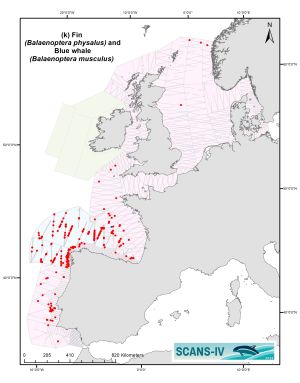 Distribution map of Fin (red) and Blue whale (blue)