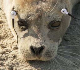 Harbor seal with in-ear headphones