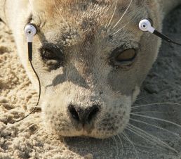 Harbor seal with in-ear headphones