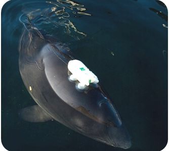 Harbor porpoise (Phocoena phocoena) with D-Tag