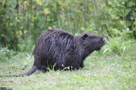 [Translate to English:] Nutria im Gras