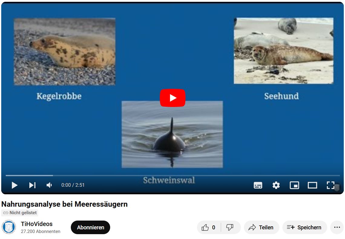 Titelbild des Videos mit einem Schweinswal, eier Kegelrobbe und einem Seehund