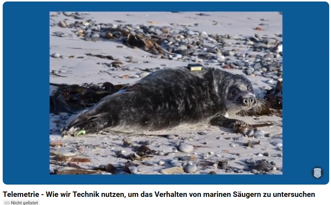Kegelrobbe am Strand mit Telemetriegerät