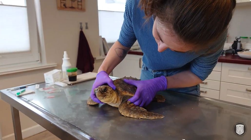 An ITAW vet is examinig an loggerhead turtle