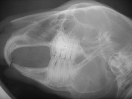 Röntgenbild eines Kaninchenschädels.