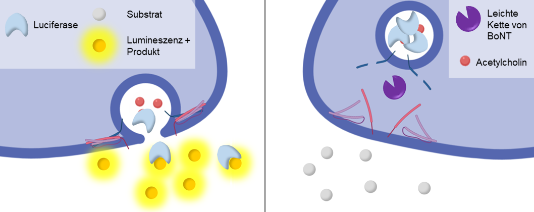 Testprinzip MoNLightBoNT Assay