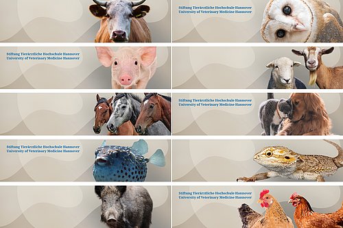 Übersicht über die TiHo-LinkedIn-Titelbilder