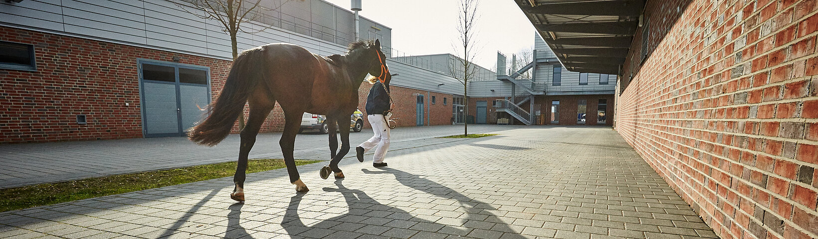 Pferd Auslauf 