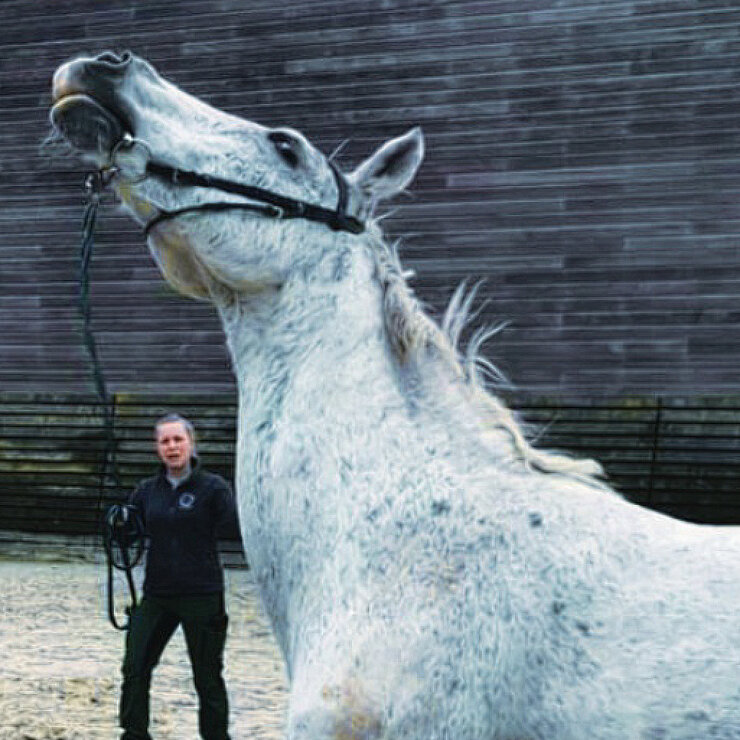 Pferd mit Headshaking