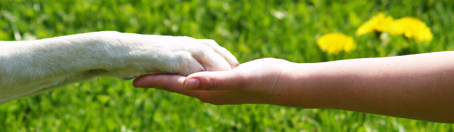Hundpfote auf Menschenhand, eine Wiese im Hintergrund 