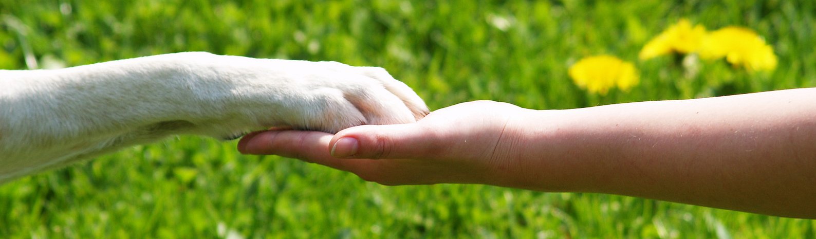Hundpfote auf Menschenhand, eine Wiese im Hintergrund 