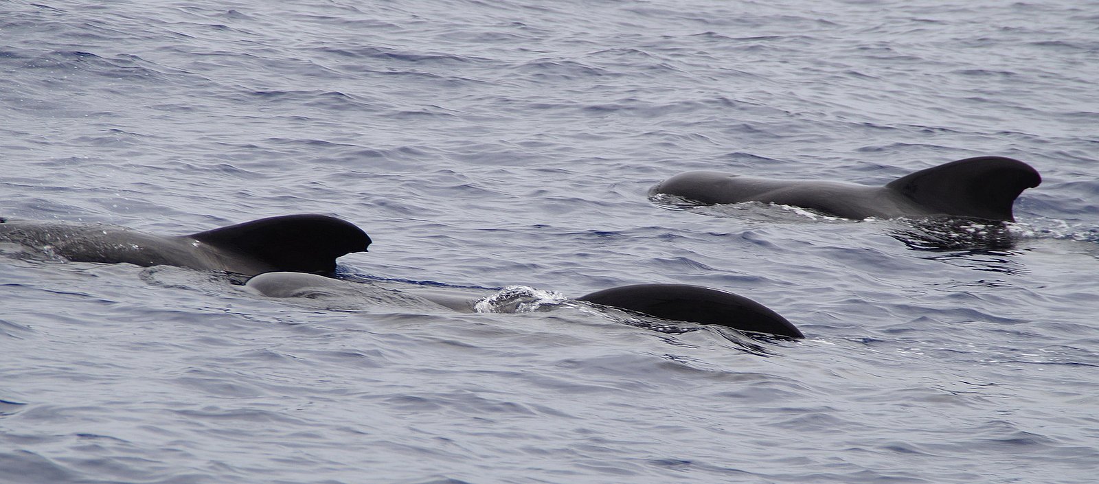 Pilotwale an der Wasseroberfläche
