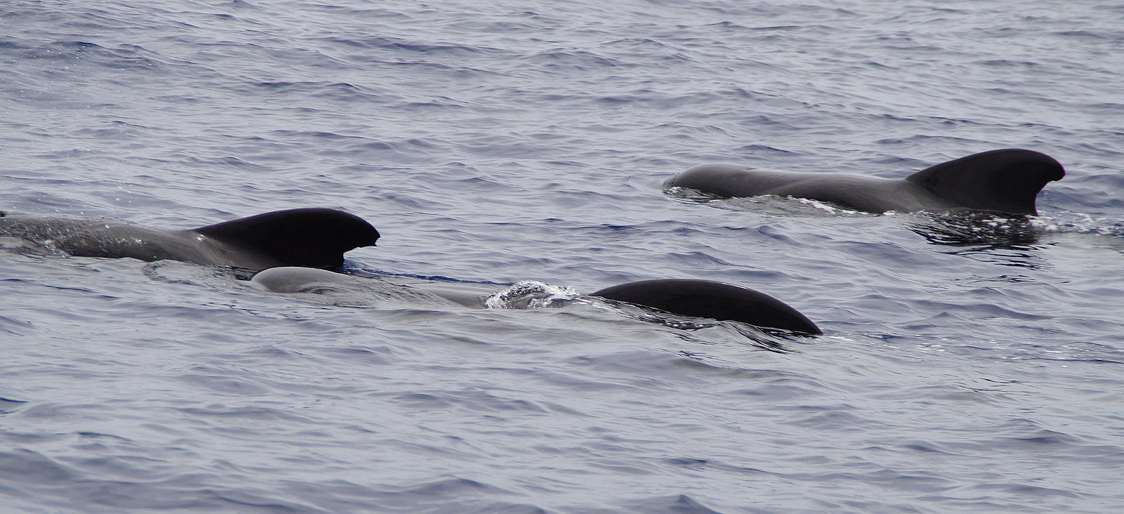 Pilot whales at the surface