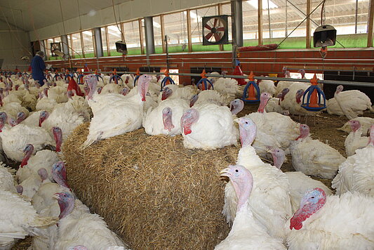 Photo: Turkeys in a barn – some of them are sitting on a bale of straw.