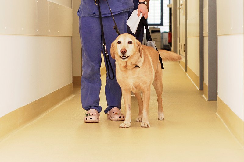 Ein Patient in der Klinik für Kleintiere