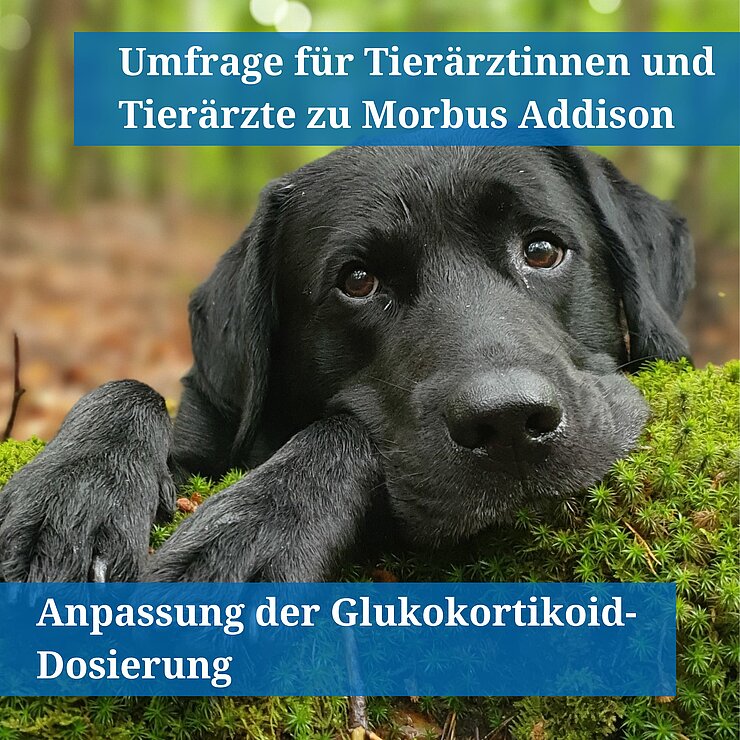 Ein schwarzer Labrador liegt mit dem Kopf auf einem Ast und sieht in die Kamera