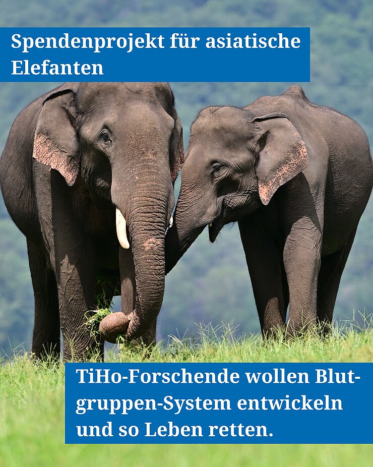 Zwei Elefanten