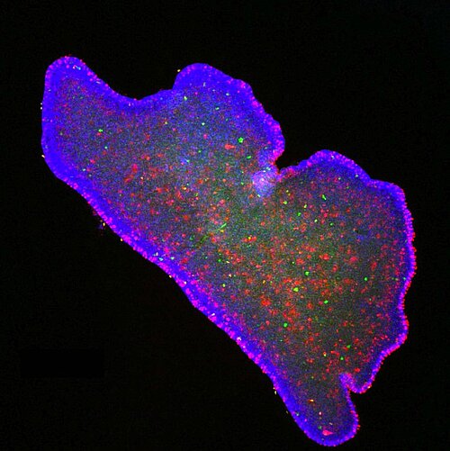 Trichoplax adhearens ist eine Art, die zum Tierstamm der Plattentiere gehört.